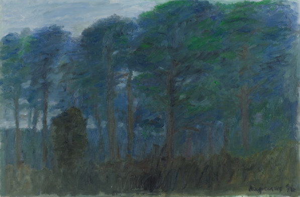 Forest landscape